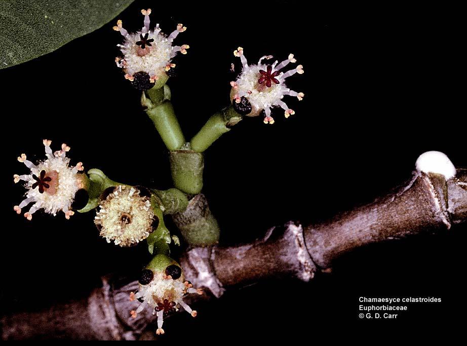 Chamaesyce celastroides, akoko.