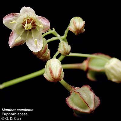 Manihot esculenta, ταπιόκα, µανιότη, µανιόκα.