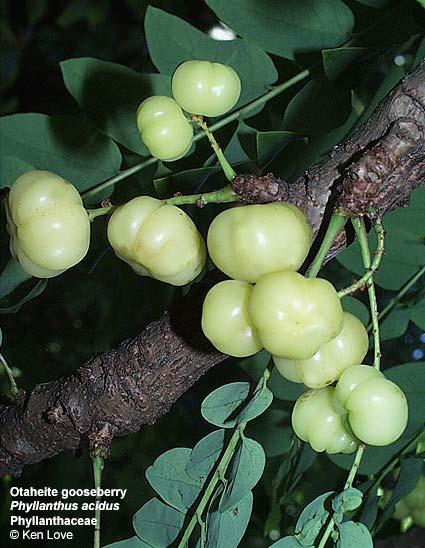 Phyllanthus acidus,