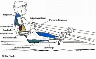 Κατά τους περισσότερους τύπους της ανθρώπινης κίνησης τα πόδια χρησιμοποιούνται έτσι ώστε η δύναμη να εφαρμόζεται διαδοχικά από το αριστερό και το δεξί πόδι.