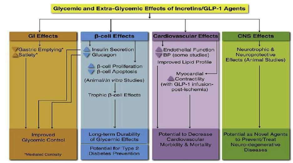 Πλειότροπες δράσεις GLP-1R αγωνιστών Med Clin N Am