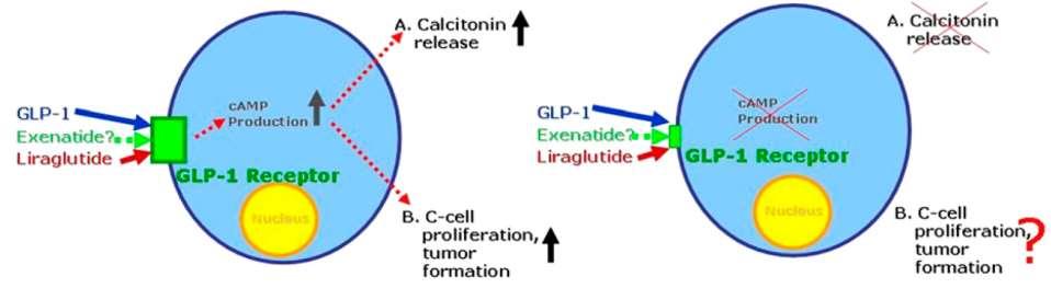 Στους ανθρώπους τα C κύτταρα του θυρεοειδούς παρουσιάζουν χαμηλή πυκνότητα GLP-1 υποδοχέων Η επίδραση GLP-1 δεν προκαλεί αύξηση του camp
