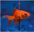 Риба такође може да лебди, тоне и израња мењајући запремину мехура, а тиме и силу потиска. Ареометар је инструмент за мерење густине течности (сл. 3. 68).