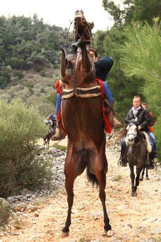 Εδώ ένας νέος καβαλάρης