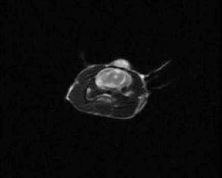ατροπίνης και συνεπως η in vivo υπερθερµική διαδικασία ακολούθησε τους διεθνείς κανόνες περί προστασίας πειραµατόζωων.