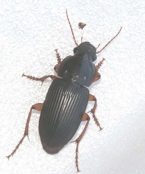 Figure ΠΑ.1. Female Helicotylenchus (from www.montpellier.inra.fr).