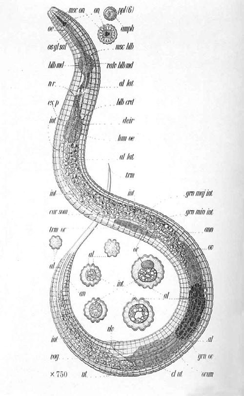 ΝΗΜΑΤΩ ΕΙΣ if all the matter in the universe except the nematodes were swept away, our world would still be dimly recognizable, and if, as disembodied spirits, we could then investigate it, we should