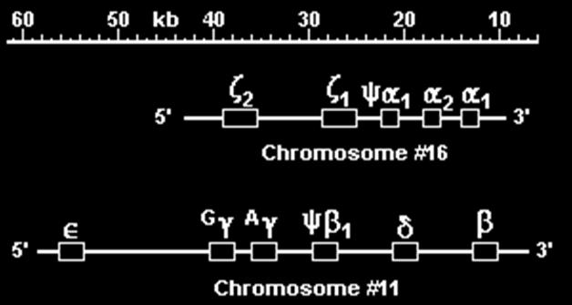 a β kb