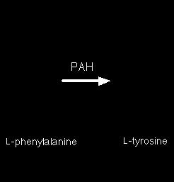 Molekulárna genetika PKU 1982 klonovanie PAH cdna potkana 1985 klonovaný a sekvenovaný ľudský PAH gén (Kvok