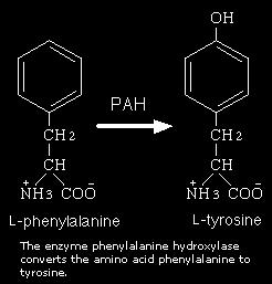 1 dĺžka: 90 kb počet exónov: 13 (57 892 bp) mrna: 2,4 kb expresia mrna: len v pečeni polypeptid: fenylalanin -