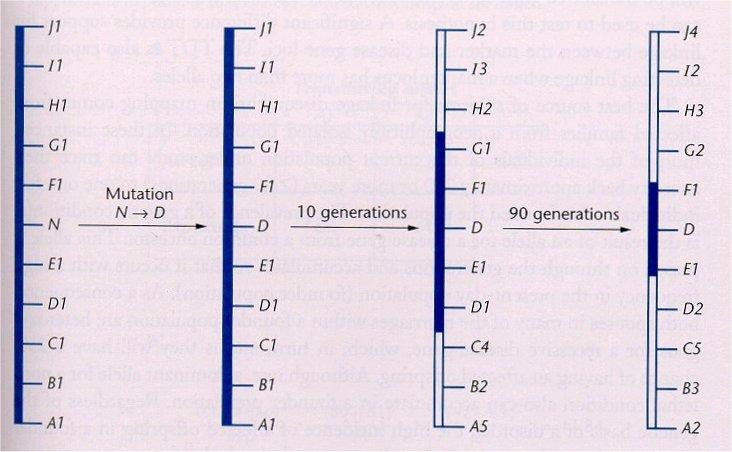 Princíp odhadu veku mutácie pomocou rozsahu kosegregujúceho DNA haplotypu mutácia 10
