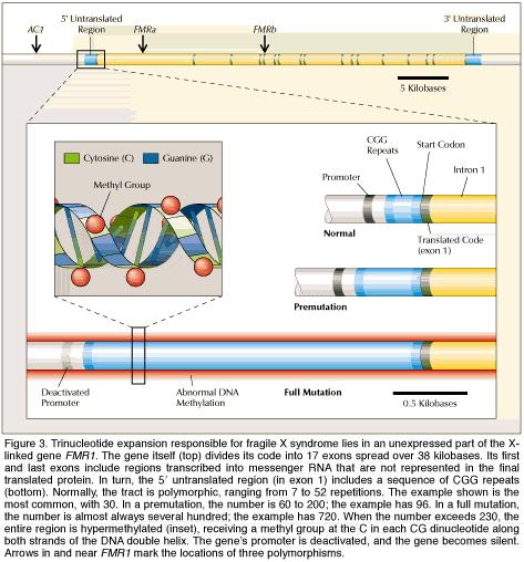 Syndróm fragilného X: gén FMR1 - expanzia (CGG) n FMR1 gén na lokuse FRAXA na Xg27.