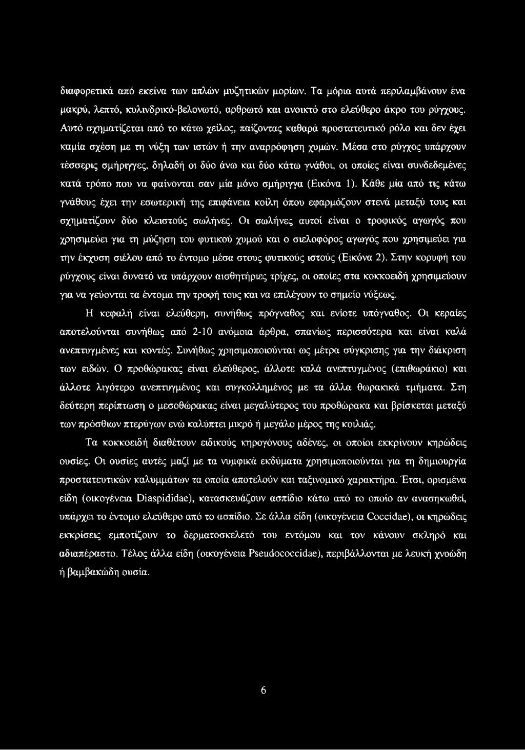 Μέσα στο ρύγχος υπάρχουν τέσσερις σμήριγγες, δηλαδή οι δύο άνω και δύο κάτω γνάθοι, οι οποίες είναι συνδεδεμένες κατά τρόπο που να φαίνονται σαν μία μόνο σμήριγγα (Εικόνα 1).