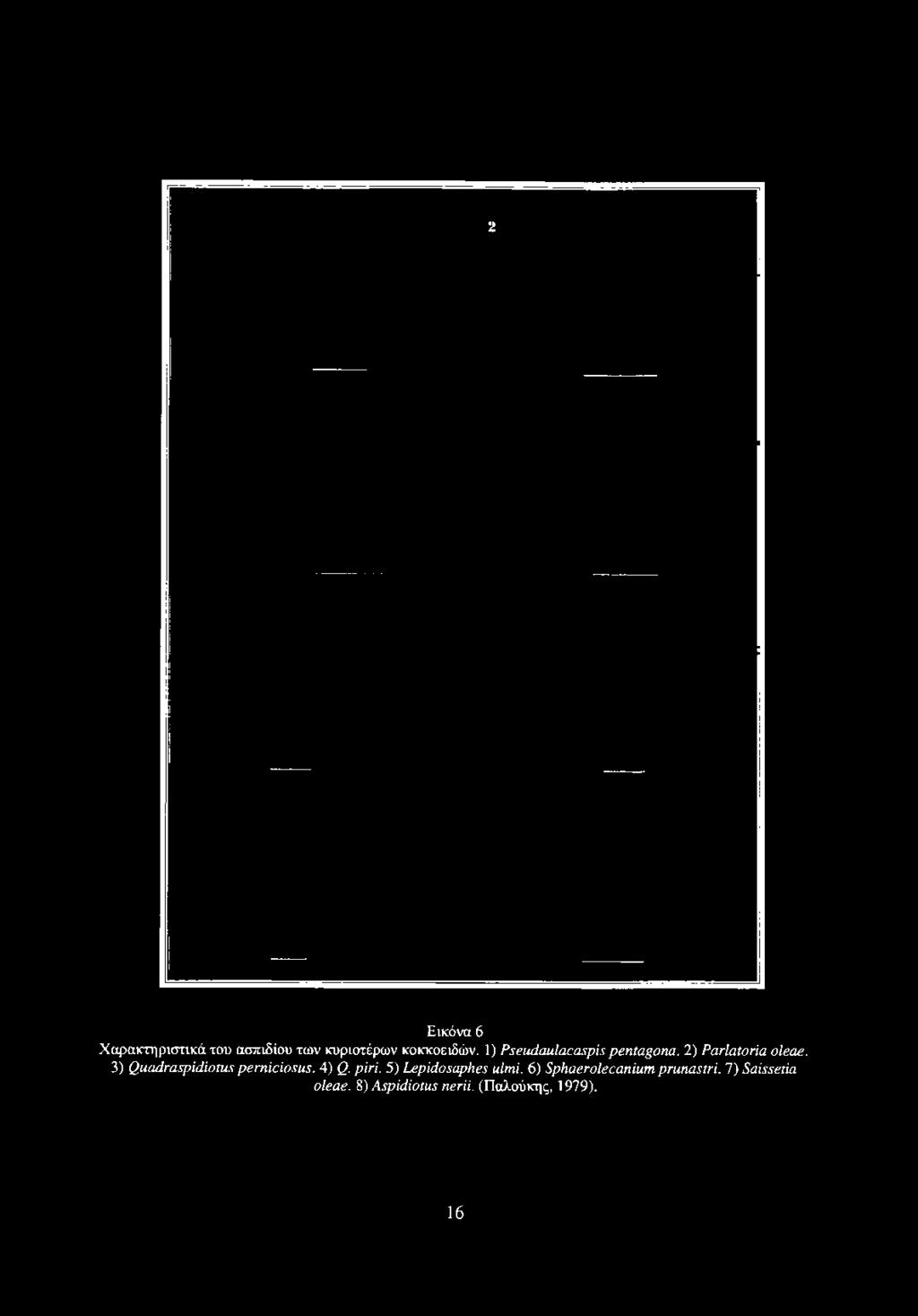pentagona.