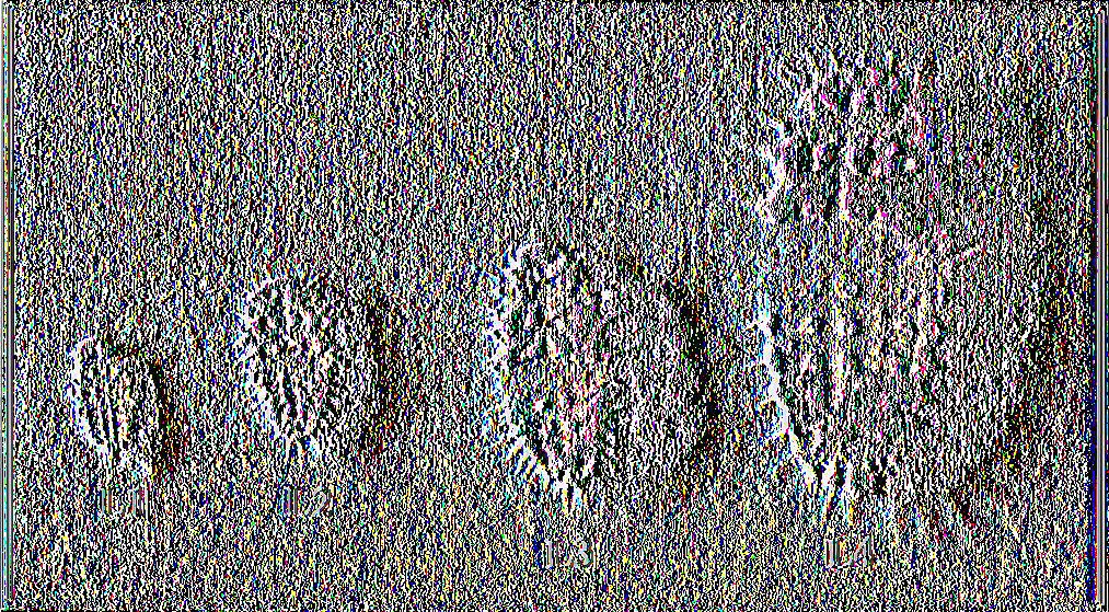 bipustulatus.