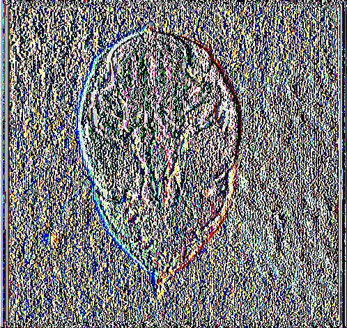 bipustulatus μετά την