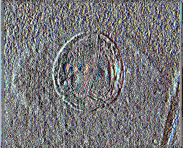 Οι. bipustulatus.