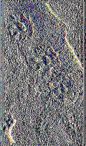 perniciosus