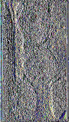 Parlatoria oleae