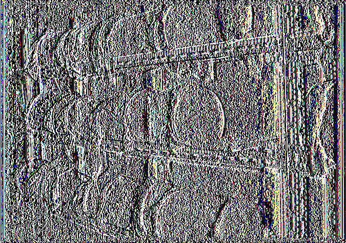 bipustulatus στο