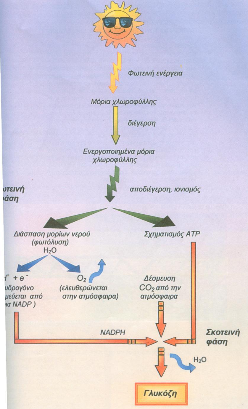 Η σκοτεινή φάση γίνεται στο στρώμα των χλωροπλαστών.