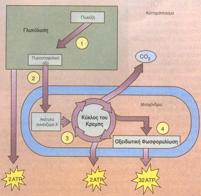 3.4. Κυτταρική αναπνοή Για την παραγωγή ενέργειας, οι οργανισμοί, κατά τη διάρκεια της πέψης, διασπούν τα βιολογικά μακρομόρια (ουσίες μεγάλου μοριακού βάρους, όπως πρωτεΐνες, υδατάνθρακες κλπ.