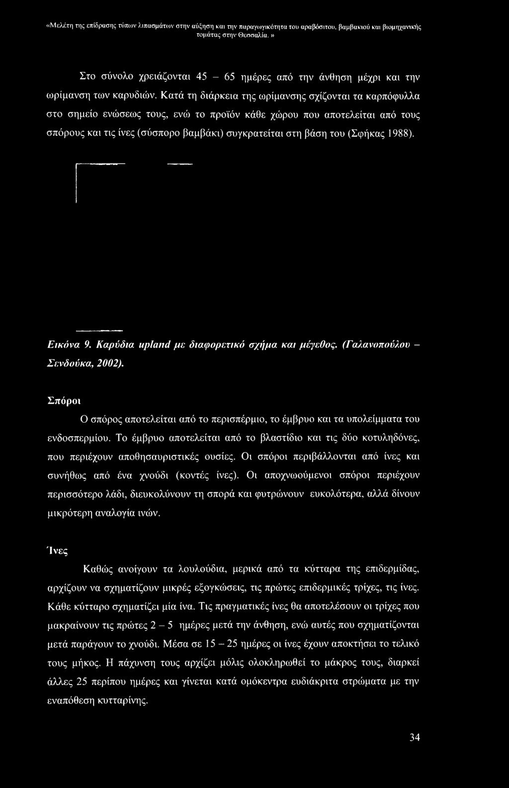 Κατά τη διάρκεια της ωρίμανσης σχίζονται τα καρπόφυλλα στο σημείο ενώσεως τους, ενώ το προϊόν κάθε χώρου που αποτελείται από τους σπόρους και τις ίνες (σύσπορο βαμβάκι) συγκρατείται στη βάση του