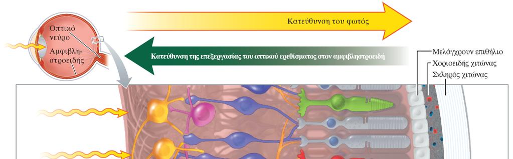 Οι στιβάδες του αμφιβληστροειδούς Η οπτική οδός στον αμφιβληστροειδή εκτείνεται από τους φωτοϋποδοχείς (τα κωνία