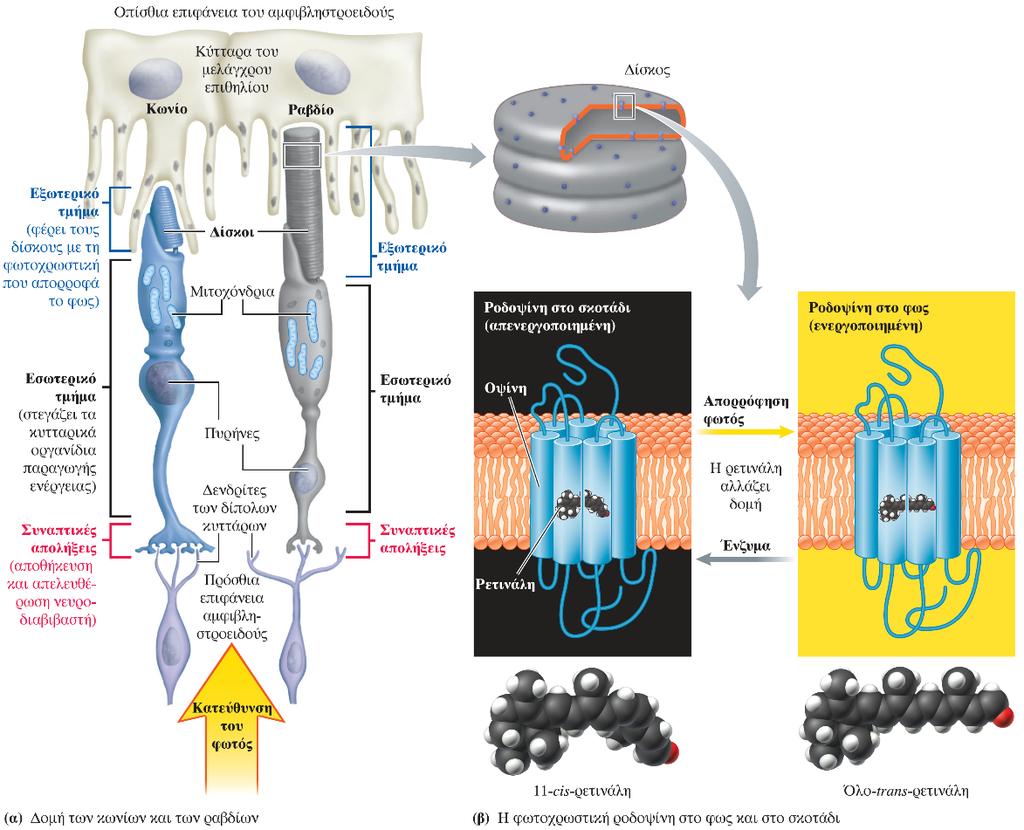 Οι φωτοϋποδοχείς του ματιού (α) Τα τρία τμήματα των κωνίων και των ραβδίων, των φωτοϋποδοχέων του ματιού.