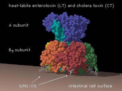 Παθογένεια: Cholera Toxin Η βιολογική δράση της τοξίνης εξαρτάται από τη δέσµευσή της (υποµονάδα Β) σε ειδικούς υποδοχείς του