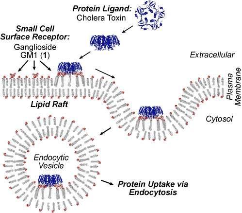 Παθογένεια: Cholera Toxin Είσοδος του συµπλέγµατος CT-