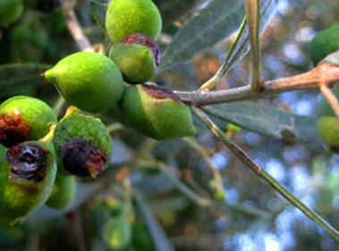 foodmagazine AΦΙΕΡΩΜΑ και επίπεδα υγρασίας ως κρίσιμα σημεία: σαν γενικό φάσμα θερμοκρασιών εμφάνισης του δάκου είναι οι 9-24 C.