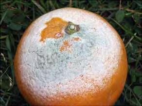 κυρίως στα γένη και είδη Botrytis spp, Diplodia spp, Alternaria citri, Phomopsis sp, Diaporte citri, Penicillium italicum, Penicillium digitatum.