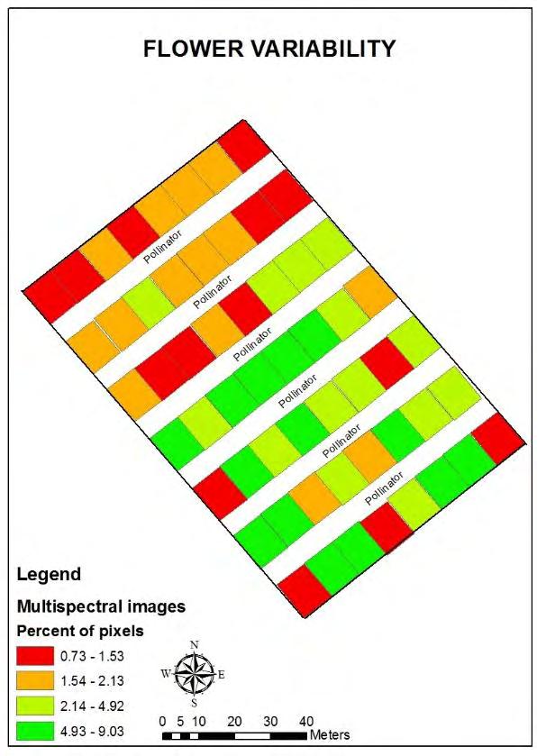 4.5 Χαρτογράφηση ανθέων Μετά από την ανάλυση των εικόνων τα δεδομένα γεωδέθηκαν στο πρόγραμμα ArcMap για να εξεταστεί η κατανομή των ανθέων στον οπωρώνα (Σχήμα 4.5-1)