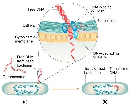 Δλεύθεοξ DNA Κσςςαοικό ςξίυχμα ύμπλξκξ DNA Νξσκλεξςίδια Κσςςαοξπλαρμαςική μεμβοάμη Δλεύθεοξ DNA