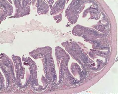 Lernanthropus kroyeri από βράγχια