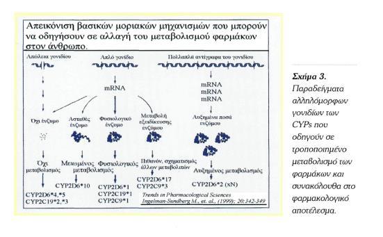Εικόνα 1: Παραδείγματα αλληλόμορφων γονιδίων που οδηγούν σε τροποποιημένο μεταβολισμό φαρμάκων και συνακόλουθα στο φαρμακολογικό αποτέλεσμα.