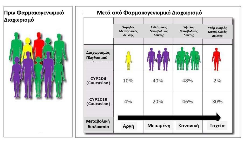 με αποτέλεσμα την απουσία θεραπευτικού αποτελέσματος ή ακόμα και την πρόκληση ανεπιθύμητων παρενεργειών. Εικόνα 6: Απεικονίζεται η μεταβολική δράση φαρμάκου με τη καθοδήγηση της φαρμακογονιδιωματικής.