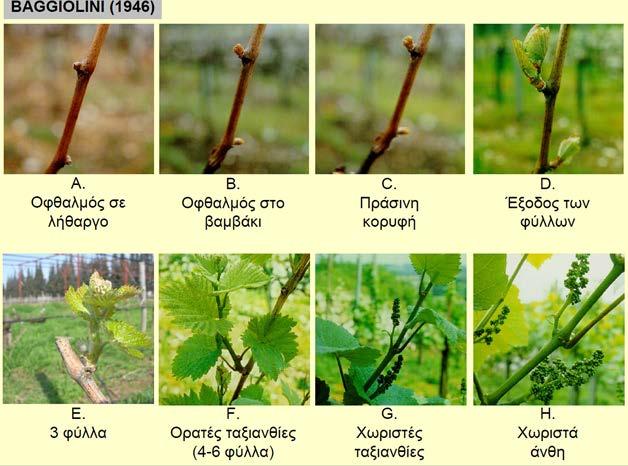τη δακρύρροια (εκροή νερού από τις τομές του