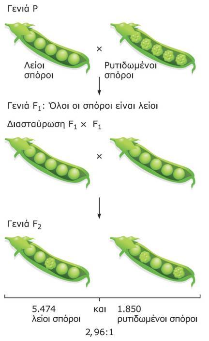 Τα άτομα της F2 της διασταύρωσης o Όταν τα φυτά που βλάστησαν από τους σπόρους της F1 αυτογονιμοποιήθηκαν, προέκυψαν τόσο λείοι όσο και ρυτιδωμένοι σπόροι στην F2.