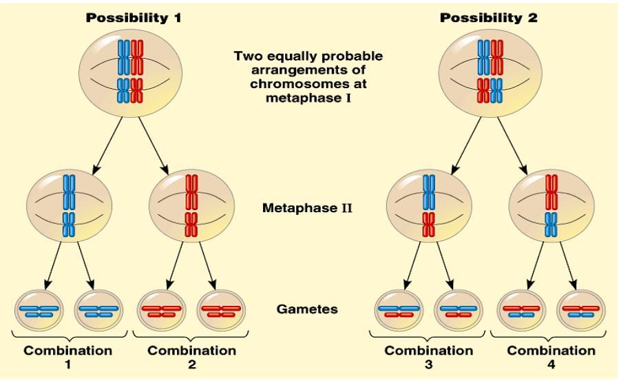 2 ος Νόμος Mendel και μείωση Η ανεξάρτητη μεταβίβαση των γονιδίων που βρίσκονται σε διαφορετικά χρωμοσώματα προκύπτει από την τυχαία διάταξη των ζευγών
