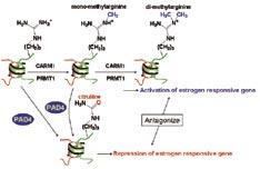 Figure 1 Transcriptional regulation by histone arginine citrullination by PAD4 and methylation by CARM1 and PRMT1. PAD4 Ca 2+ PAD4 0.1 M Imidazole ph 8.0, 0.