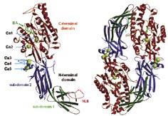 Figure 2 Overall structure of the substrate complex of Ca 2+ -bound PAD4 (C645A). Ribbon representation of the monomeric form of the substrate complex.