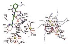 Sub-domains 1 and 2 and the C-terminal domain are presented in yellow, green, and red, respectively. The putative nuclear localization signal (NLS) region is shown by a dotted line.