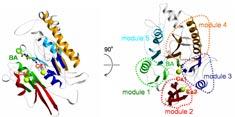 Asp350, His471, Asp473, Cys645 4 PAD4 Figure 4 Ribbon representation of the C-terminal domain in the substrate complex of Ca 2+ -bound PAD4 (C645A).