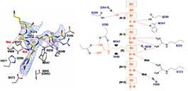 Calpain[14] Lys Gln Transglutaminase[15] Ca 2+ Calpain PAD4 disorder Ca 2+ PAD4 BA PAD4 PAD4 Ca 2+ PAD4 C645 N 10 N 3 H3 1 Ac- 4 KQTARKSTGG 13 peptide