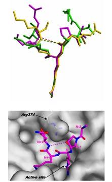 (N-2) PAD4 (N-2) PAD4 5 (N-2) Gly, Ala, Ser β (Fig. 7a) (N-2) (N+2) 5 (N-2) (N+1) 4 PAD4 (Fig. 6) (N+2) PAD4 PAD4 Arg374 β (Fig.