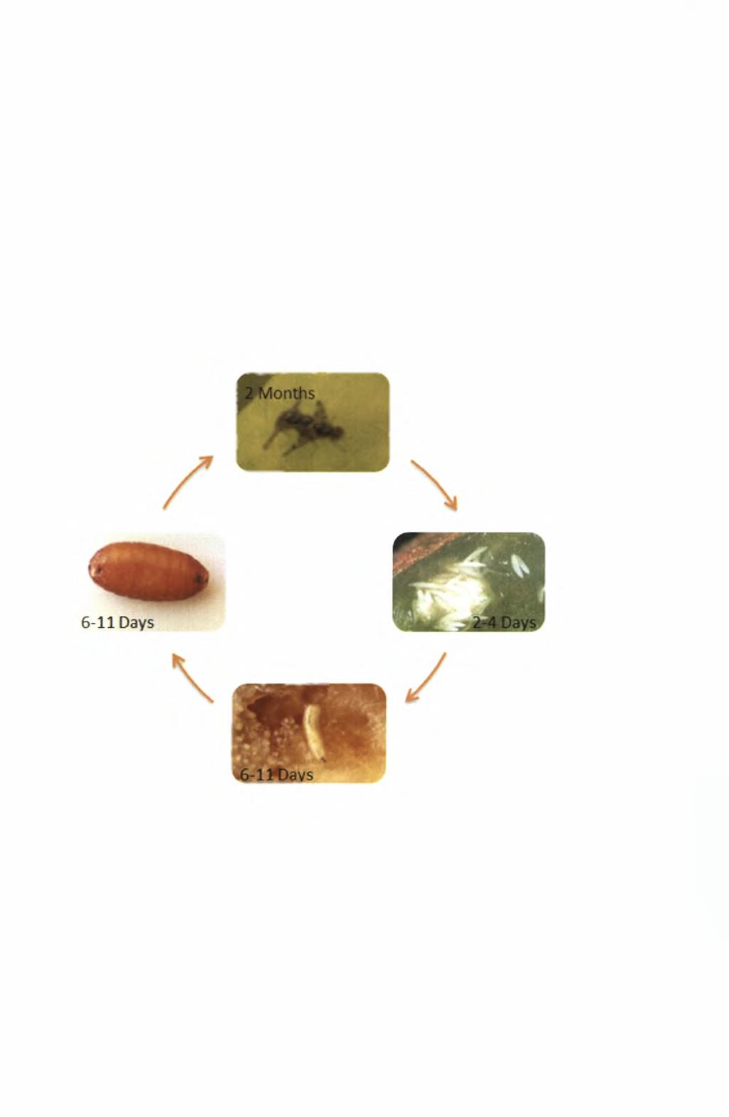 Drosophila spp. Carpophilus spp. Επίσης, οι προσβεβλημένοι καρποί είναι ακατάλληλοι για κατανάλωση.