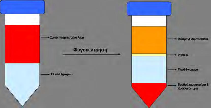 Τοποθετήθηκαν 100μl χρωμογόνου (3-30,5,50-tetramethylbenzidine-TMB, Inova, San Diego, USA) και μετά από επώαση 30 λεπτών υπό συνεχή ανάδευση η αντίδραση σταμάτησε με την προσθήκη 100μl διαλύματος