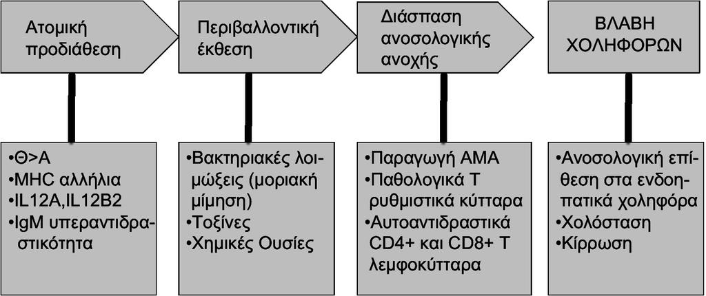 από μεταμόσχευση ήπατος δείχνει ότι η ανοσολογική βλάβη παραμένει έναντι των επιθηλιακών κυττάρων των ενδοηπατικών χολαγγείων.
